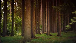 Dense green forest with tall trees and natural undergrowth, creating a peaceful and wild atmosphere.