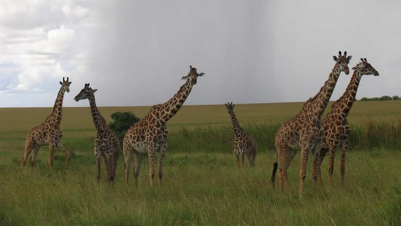 Wildlife safari in Maasai Mara, Kenya – one of the best places to visit in Africa for spotting the Big Five.