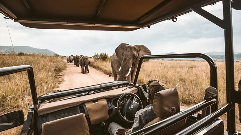 Open safari trail winding through the wilderness, surrounded by tall grasses and trees, possibly with wildlife in view.