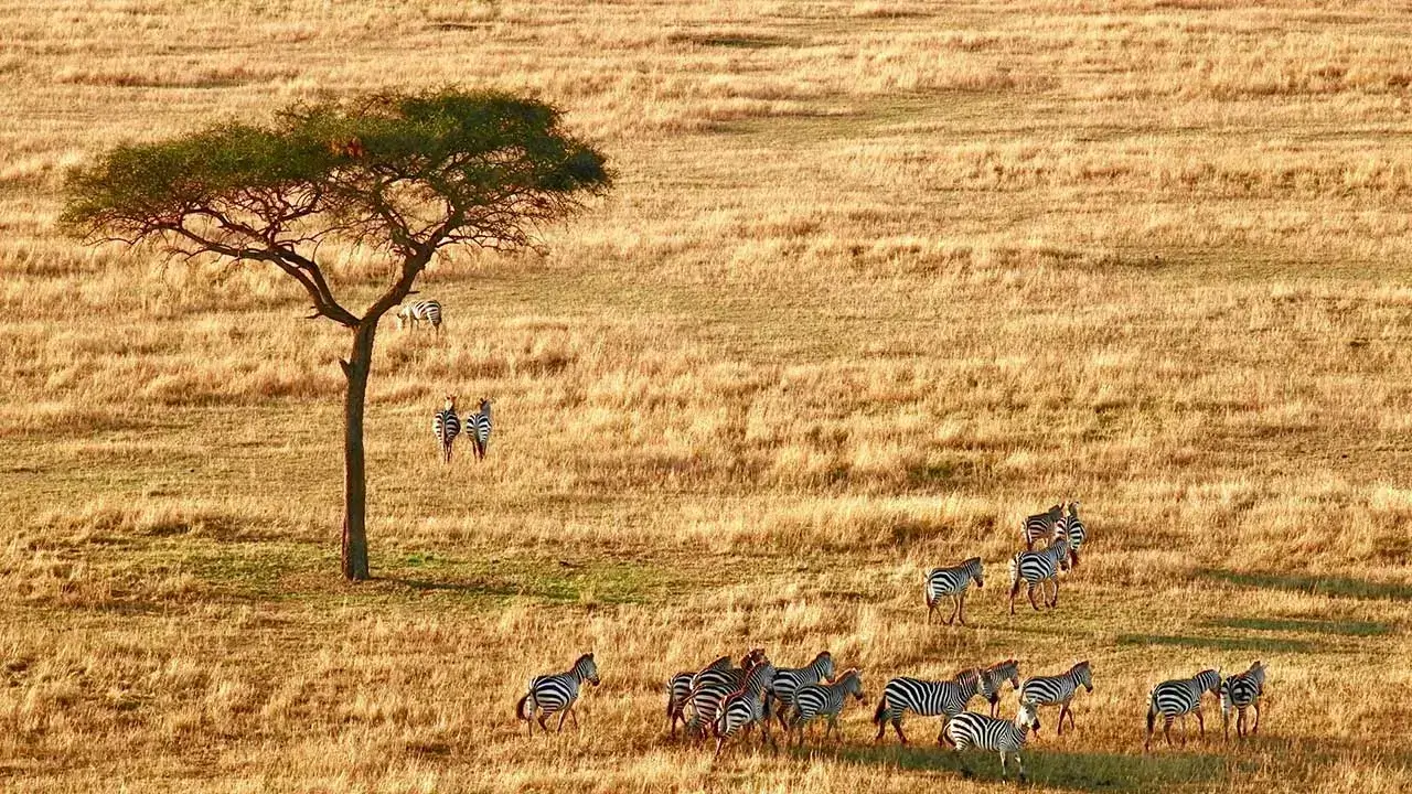 Safari in Africa: Wildebeests migrating across the plains of Serengeti National Park in Tanzania at sunset.